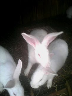 Кролики новозеланйы, шиншила