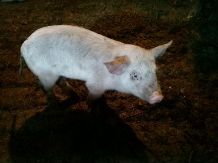 Поросята 3 месяца свинина