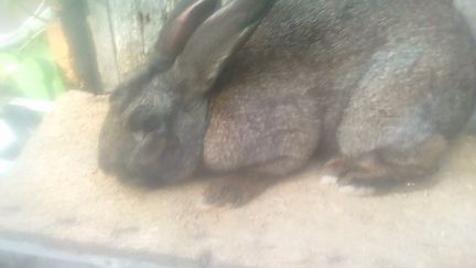 Кролик самец фландр
