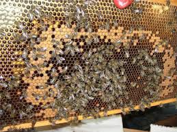 Пчелосемьи, нуклеусы, отводки