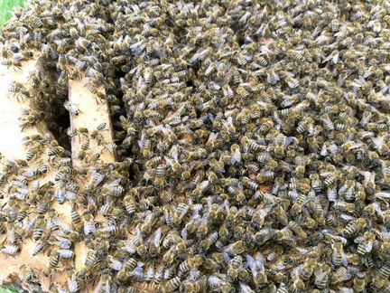 Борть с пчелами
