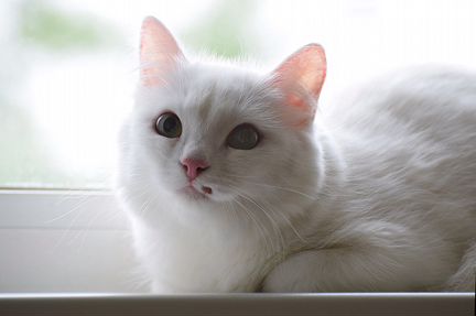 Кошка Белая, молодая