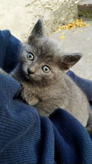 Котенок девочка 1.5 месяца (русская голубая)