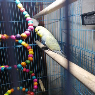 Радужный попугай