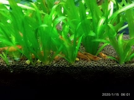 Креветки в аквариум