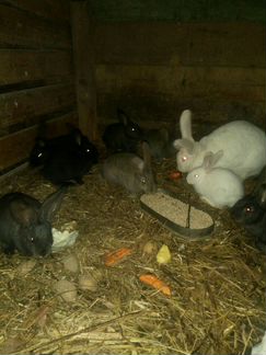 Кролики фландоры и колифорницы