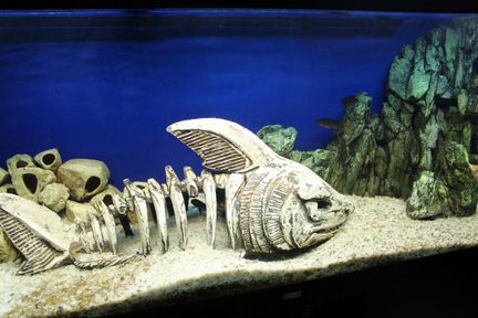Декорация аквариум скелет акула