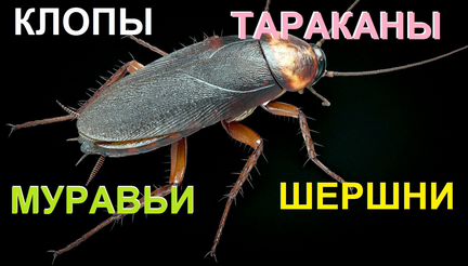 Уничтожение тараканов клопов и остальных насекомых