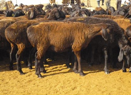 Курдючных овцы на мясо