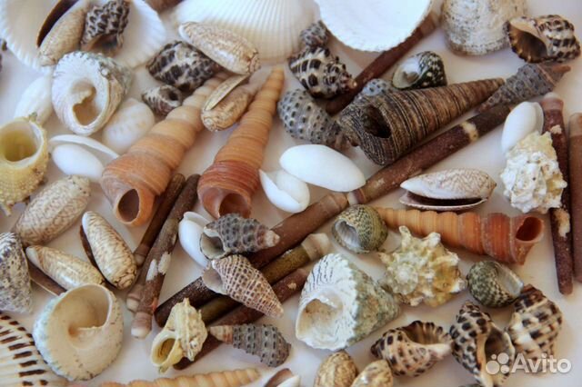 Набор ракушек для сенсорных коробок и тд