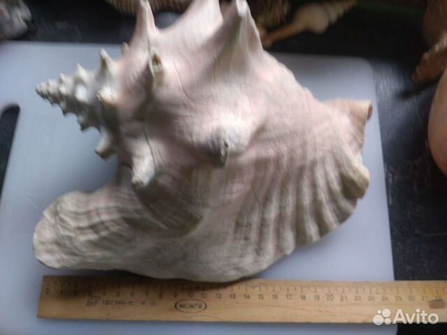 Ракушки морские