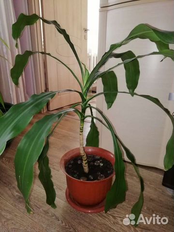 Драцена душистая