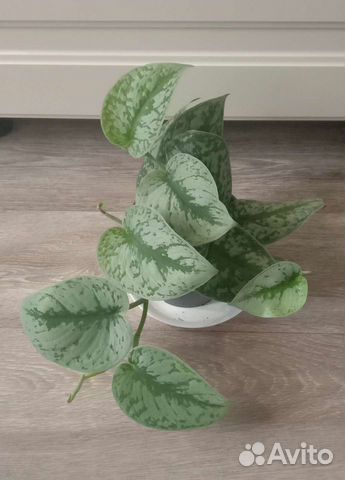 Сциндапсус Треби