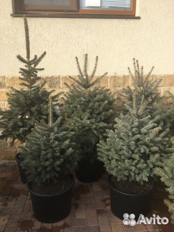 Новогодние Ели В Горшках