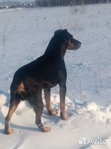 Уход за животными