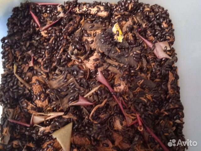 Жук чернотелка,личинки (знахарь)