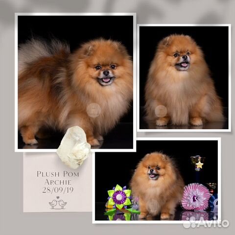 Померанский шпиц для вязки