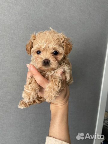 Мальтипу f1 micro на Август Reserve elite maltipoo