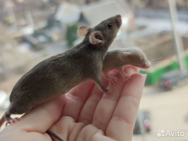 Декоративные мышки