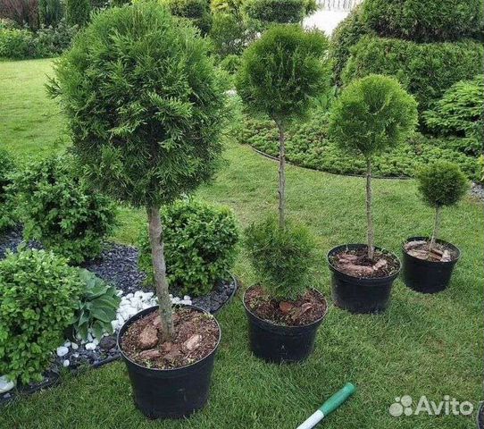 Сосна штамб / шар, туя