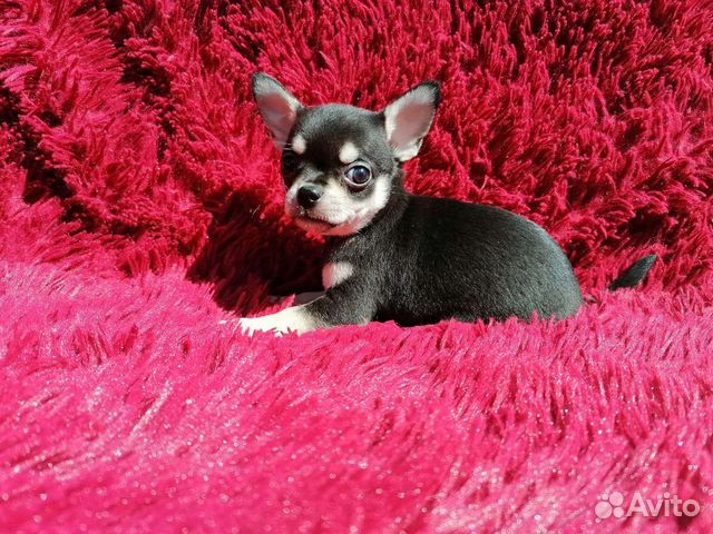 Чихуахуа, той терьер, карликовый пинчер. Доставка