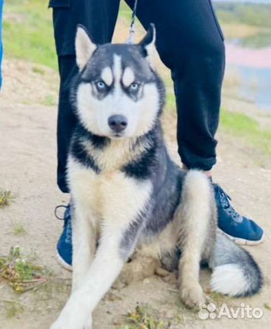 Квадрисол Для Собак Цена Купить В Екатеринбурге