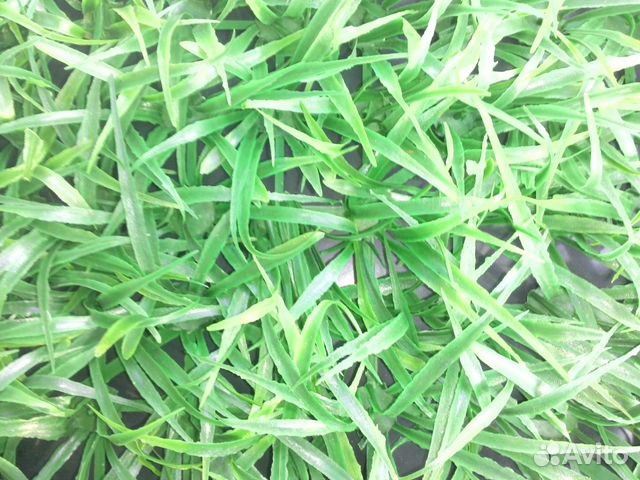 Трава искусственная менорка 4мм. Авито травы. Пророщенная трава для кошек, грызунов и птиц. Авито травы. Ростки мятлика.