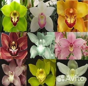 Интернет Магазин Орхидеи Спб