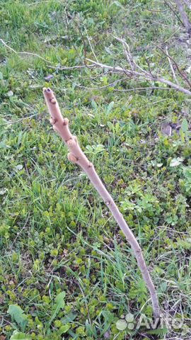 Сумах саженцы Сумах саженцы