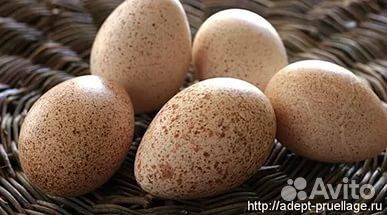 Инкубационное яйцо индеек купить на Зозу.ру - фотография № 1