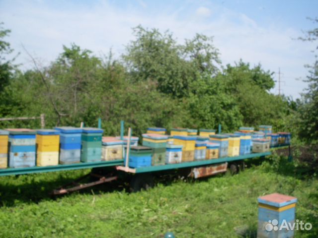 Продам пчелопакеты И пчелосемьи купить на Зозу.ру - фотография № 3