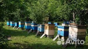 Продаю пчёл купить на Зозу.ру - фотография № 1