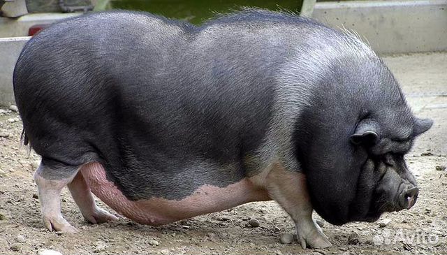 Продаю свиней:хряк, свиноматка, вьетнамцы и крупна купить на Зозу.ру - фотография № 2