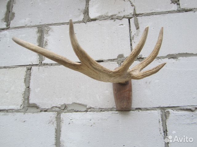 авито лось. авито лось. авито лось. виски лось с рогами. вешалка лось на авито.