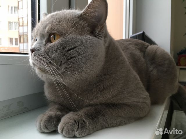 Вязка с шотландским котом