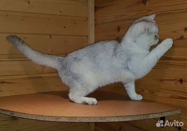 Шотландские коты вязка.Вязка кошек/котята в продаж