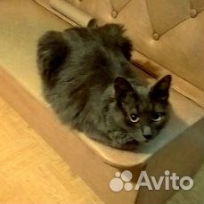 Отдам в хорошие руки