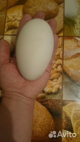 Гусинное инкубационные яйца