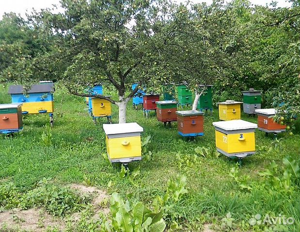Пчелы, пчелиные семьи, отводки, матки, пчелопакеты купить на Зозу.ру - фотография № 1