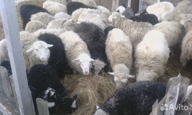 Овцы, ягнят купить на Зозу.ру - фотография № 3