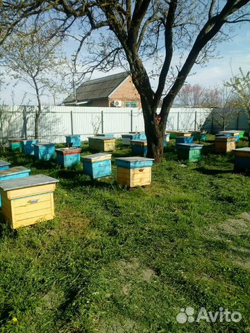 Пчелопакеты и семьи купить на Зозу.ру - фотография № 1