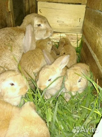 Кролики породы Французский Баран купить на Зозу.ру - фотография № 2