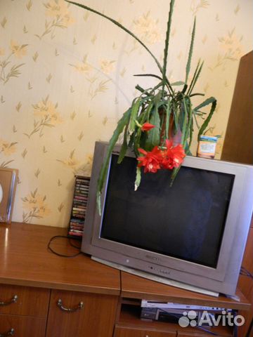 Эпифиллум Аккермана (суккулент)