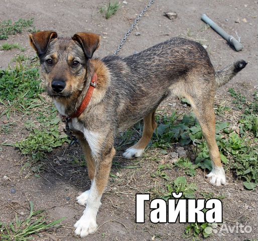 Небольшая собачка в добрые руки купить на Зозу.ру - фотография № 2