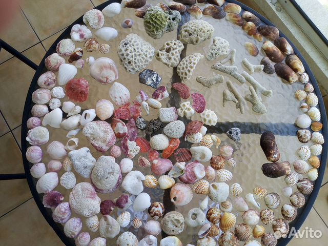 Ракушки и кораллы Персидского залива