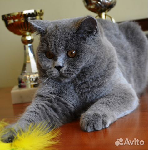 Коты на вязку и продажа котят купить на Зозу.ру - фотография № 9