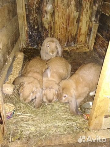 Кролики породы Французский Баран купить на Зозу.ру - фотография № 1