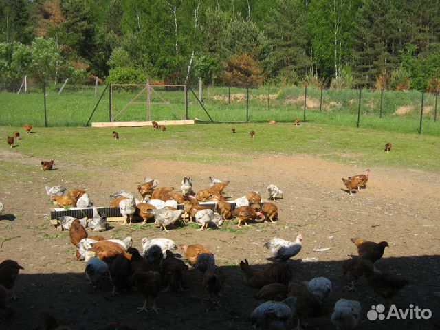Индейка, бройлер, утка,гусь, цесарка, перепел