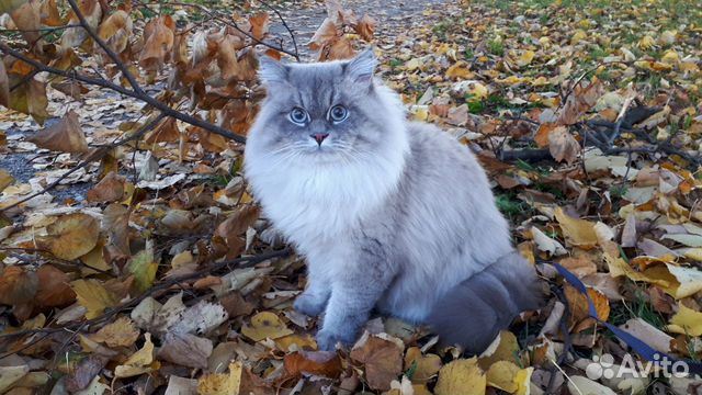 Вязка с котом Невская маскарадная