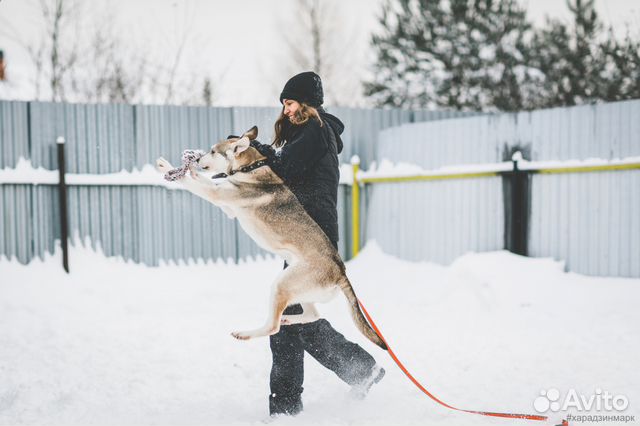 Спортивный пёс ищет свою семью купить на Зозу.ру - фотография № 3